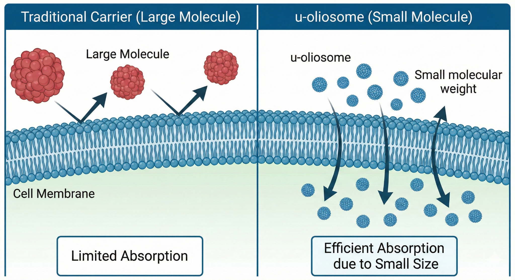Supplier U-Oliosome formulation concept illustration